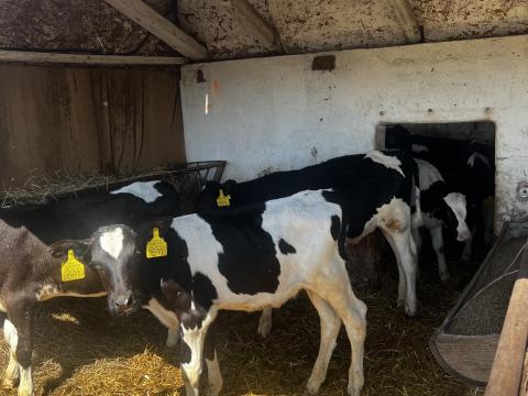 Eladó 8db választási holstein bika borju Eladó 8db választási holstein bika borju