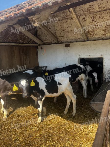 Eladó 8db választási holstein bika borju