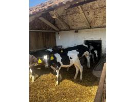 Eladó 8db választási holstein bika borju