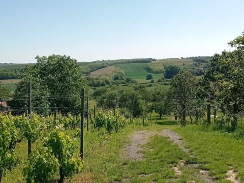 Mohácson eladó szőlő,  gyümölcsös,  kert házzal,  nagy telekkel