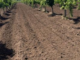 Szántót Bodzást illetve szőlőterületet vásárolnék Soltvadkert és 20km es körzetében
