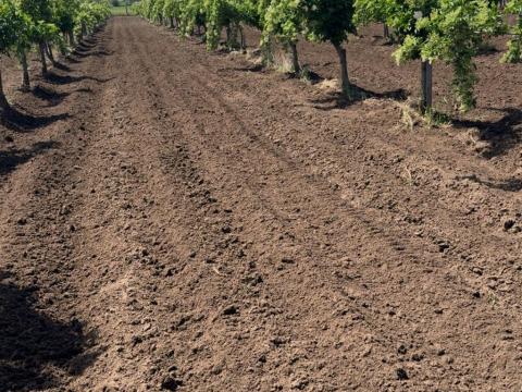 Szántót Bodzást illetve szőlőterületet vásárolnék Soltvadkert és 20km es körzetében