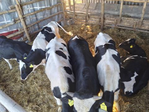 Eladó Holstein-fríz bikák