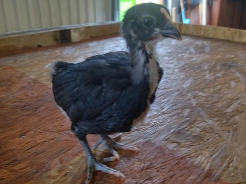 4hetes australorp csibék eladók
