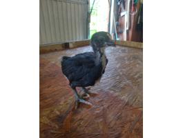 4hetes australorp csibék eladók