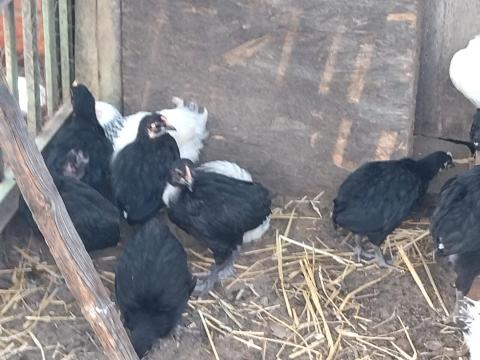 5 hetes australorp csibék eladók 5 hetes australorp csibék eladók