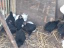 6 hetes australorp csibék eladók