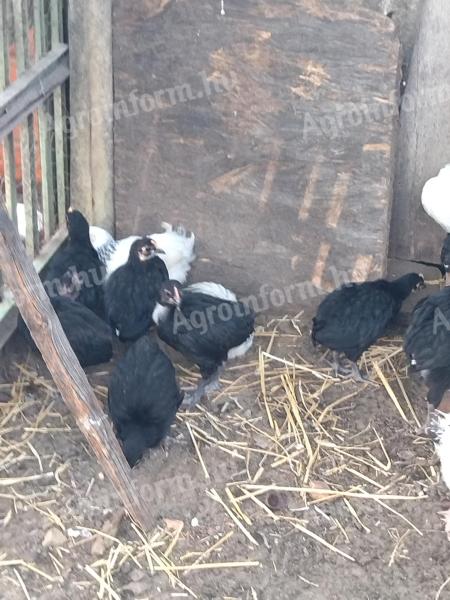 6 hetes australorp csibék eladók