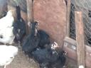 6 hetes australorp csibék eladók