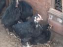 6 hetes australorp csibék eladók