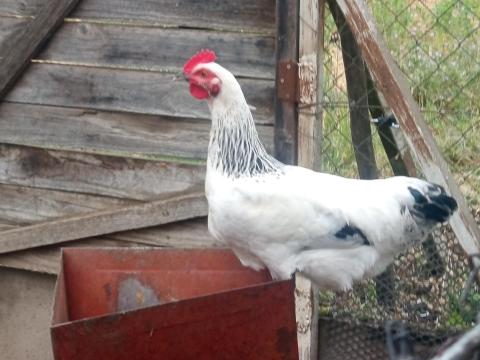 5 hónapos sussex kakasok