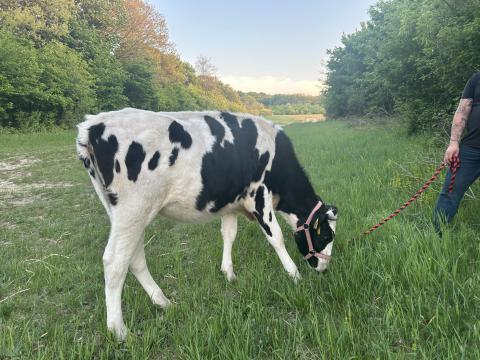 Holstein-fríz üsző