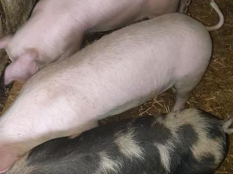 Eladó kétszer fialt koca