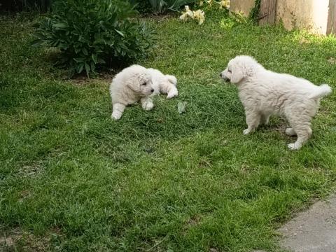 Kuvasz jellegű kiskutyák oltással gazdit keresnek