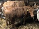 Limousin üsző eladó
