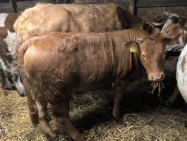 Limousin üsző eladó