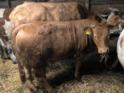 Limousin üsző eladó