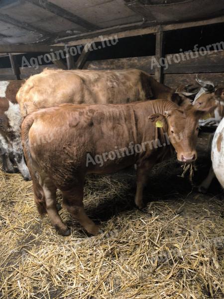 Limousin üsző eladó