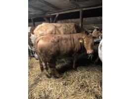 Limousin üsző eladó
