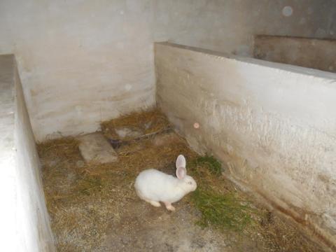 Nyúl, pannon fehér XXL pároztatott nővendékek, anyák, bakok
