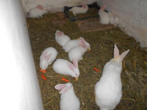 Nyúl... pannon fehér XXL növendékek vegyesen