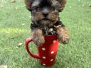 Yorkshire terrier babák