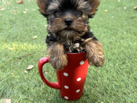 Yorkshire terrier babák