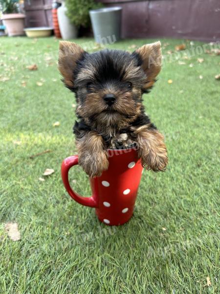 Yorkshire terrier babák