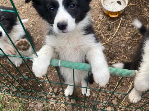 Border Collie jellegű kiskutya