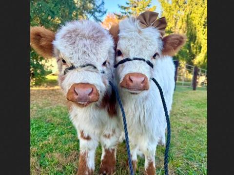 Mini Highland Cattle for Sale Mini Highland Cattle for Sale