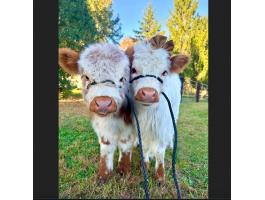 Mini Highland Cattle for Sale