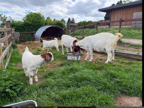 11 Pedigree Boer Meat, Breeding Bucks, Does, Kids, Wethers, Yearlings with Kids at Foot 11 Pedigree Boer Meat, Breeding Bucks, Does, Kids, Wethers, Yearlings with Kids at Foot
