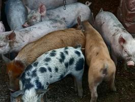 8 db Duroc magyar nagyfehér keresztezett tanyasi malac