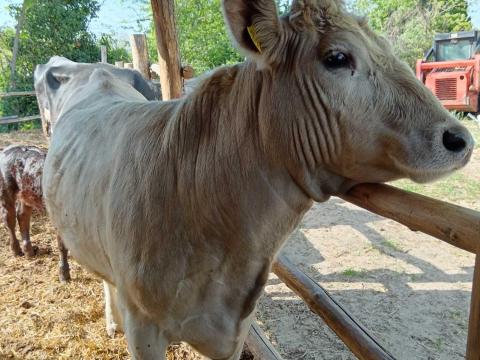Charolais üsző Charolais üsző