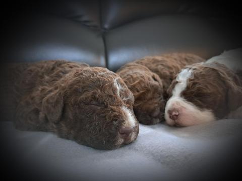 Csokibarna Lagotto Romagnolo kisfiúk a Likegotto Friends SLV kennelből