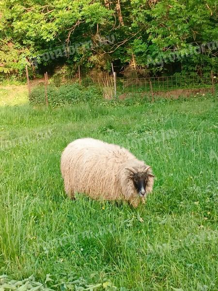 4 évet töltött, 70 kilós juh eladó