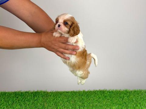 Törzskönyves Cavalier King Charles Spániel kiskutya
