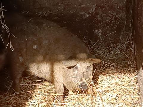 Eladó mangalica Eladó mangalica