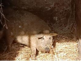 Eladó mangalica