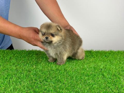 Törzskönyves Pomerániai törpespitz Pomi kiskutya