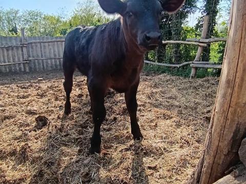 Tehén-borjával eladó! Tehén-borjával eladó!