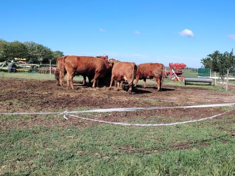 Limousin tehén Limousin tehén