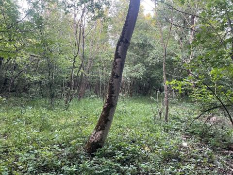 Eladó 1/1 tulajdonú Natura 2000 erdő Dunabogdányban – 2 M Ft Eladó 1/1 tulajdonú Natura 2000 erdő Dunabogdányban – 2 M Ft