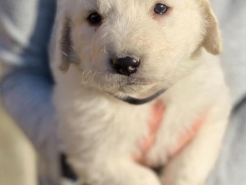 Kuvasz kiskutyák Kuvasz kiskutyák