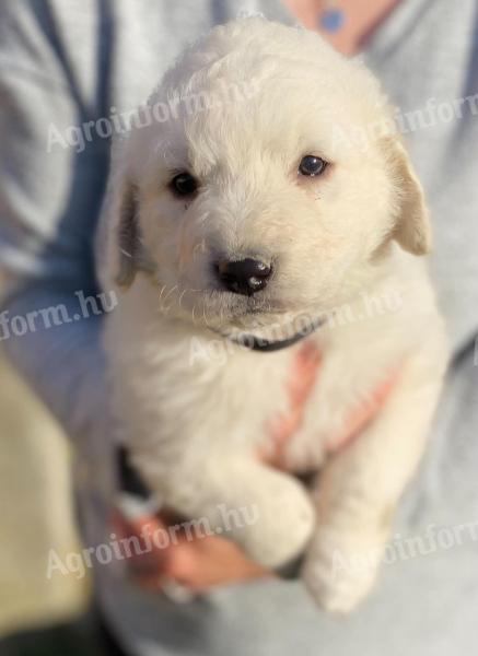 Kuvasz kiskutyák