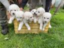 Kuvasz kiskutyák