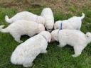 Kuvasz kiskutyák