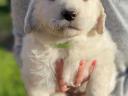 Kuvasz kiskutyák