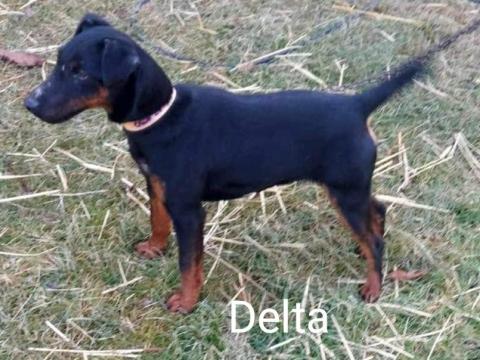 Törzskönyvezett jagdterrier szuka
