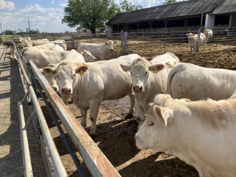 Charolais Üszők Charolais Üszők